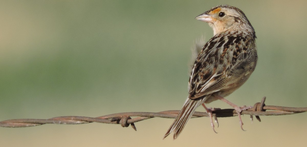 Grasshopper Sparrow - ML63401211