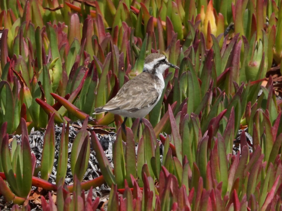 St. Helena Plover - ML634012192