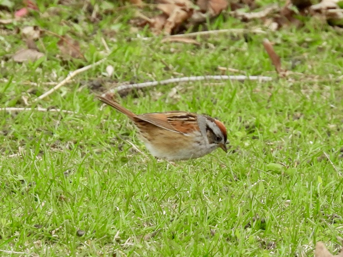 Swamp Sparrow - ML634012235