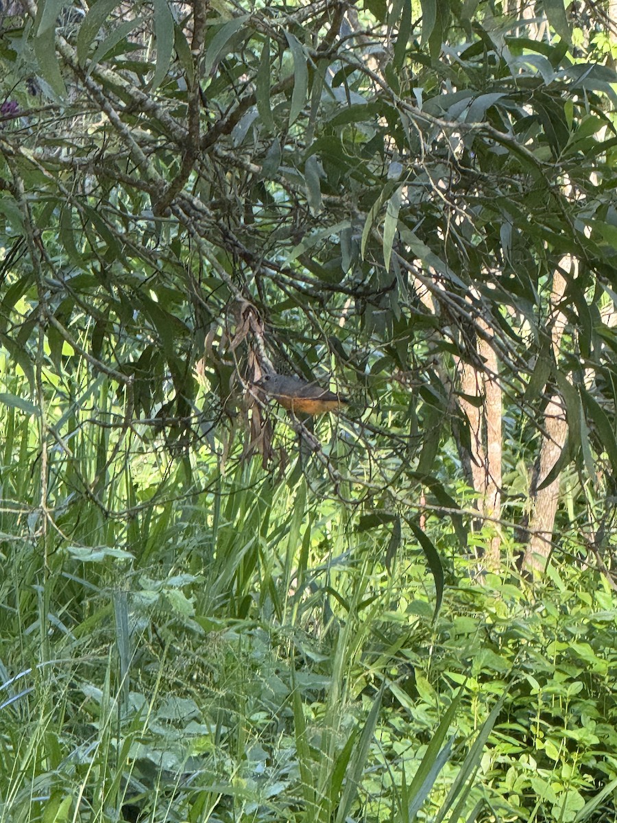 Black-faced Monarch - ML634012258