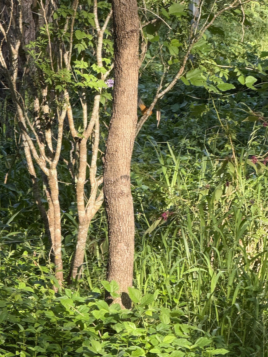 Black-faced Monarch - ML634012259