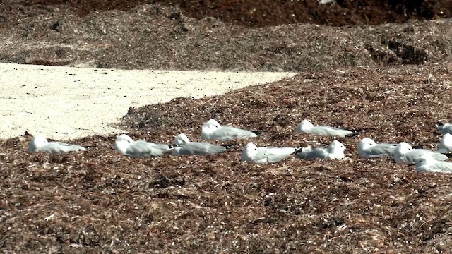 Silver Gull (Silver) - ML634012309