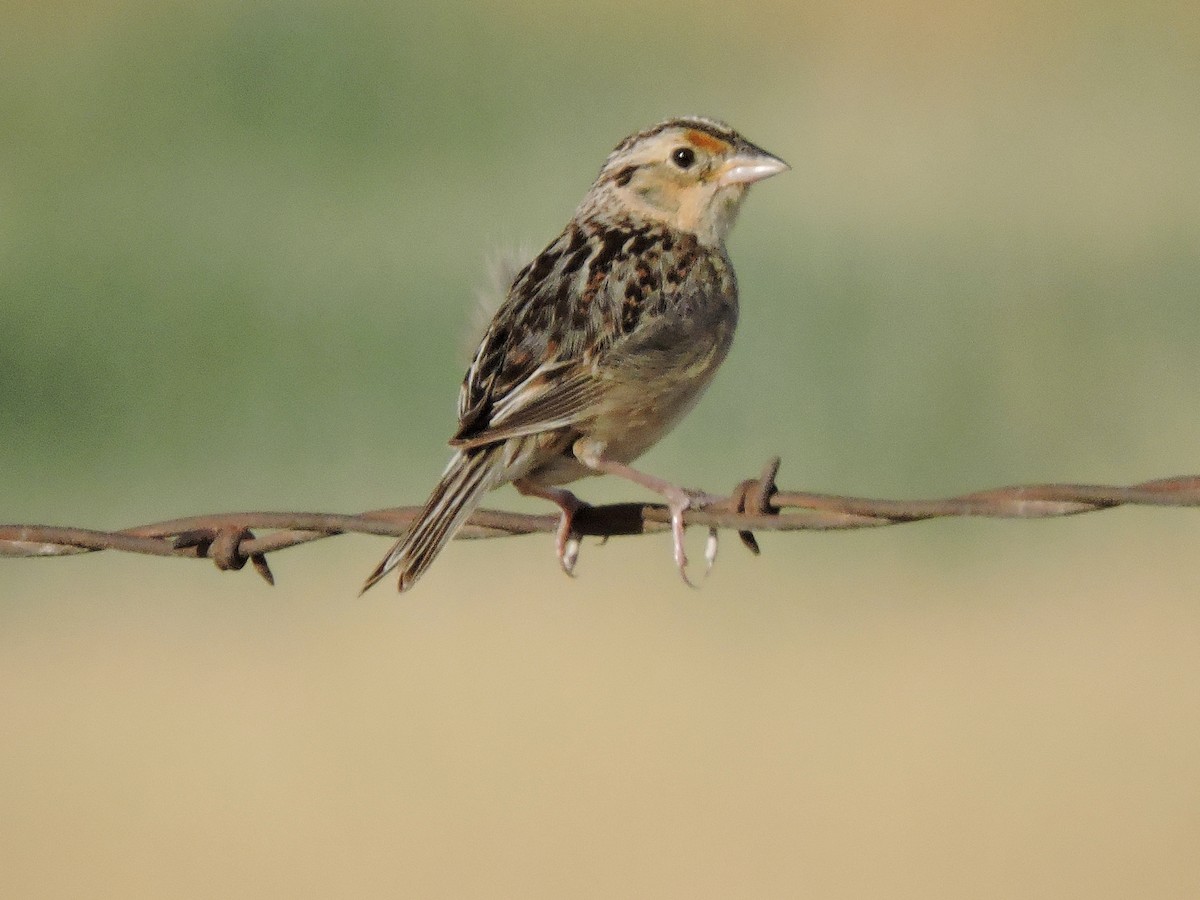 Grasshopper Sparrow - ML63401231