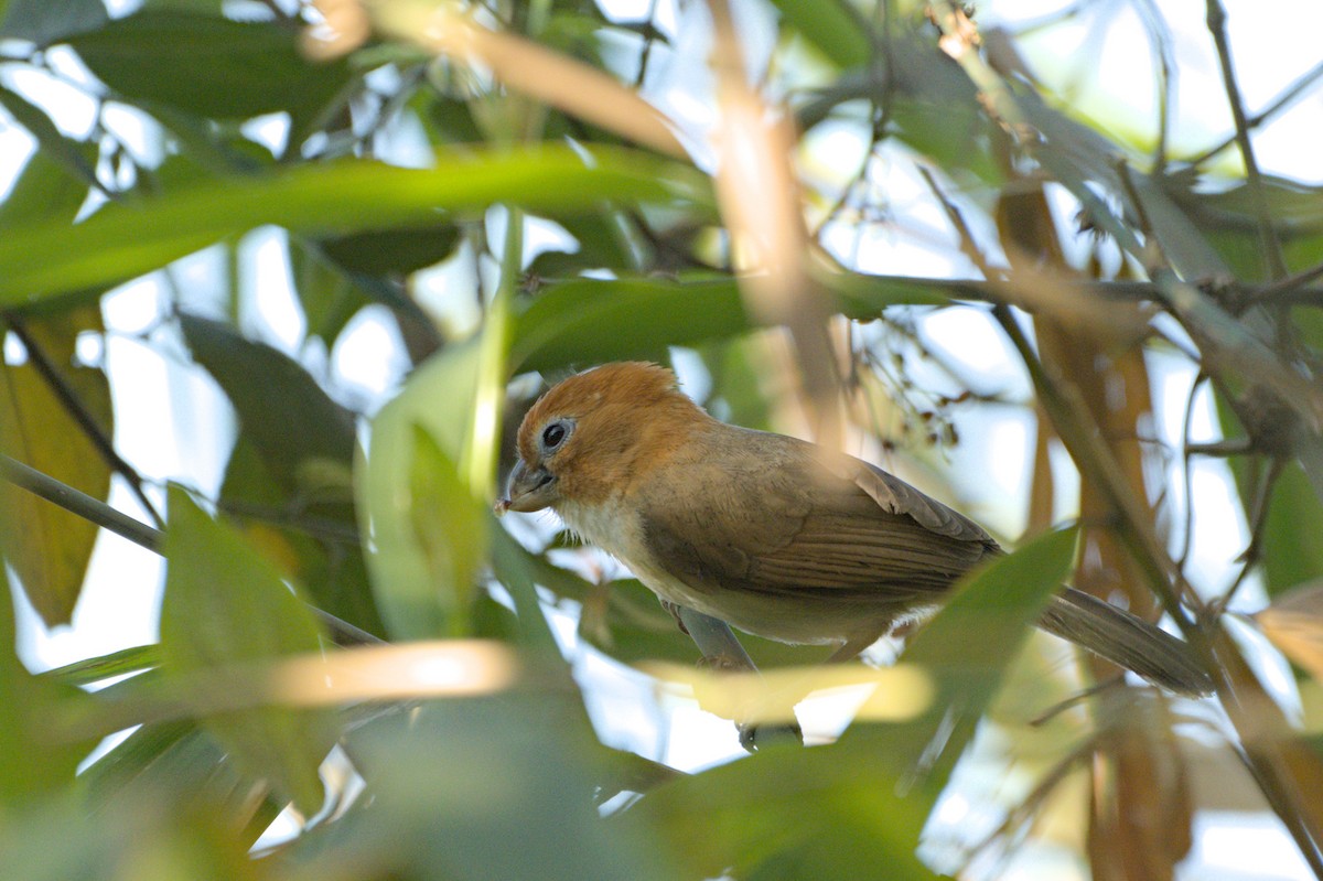 Rufous-headed Parrotbill - ML634012398