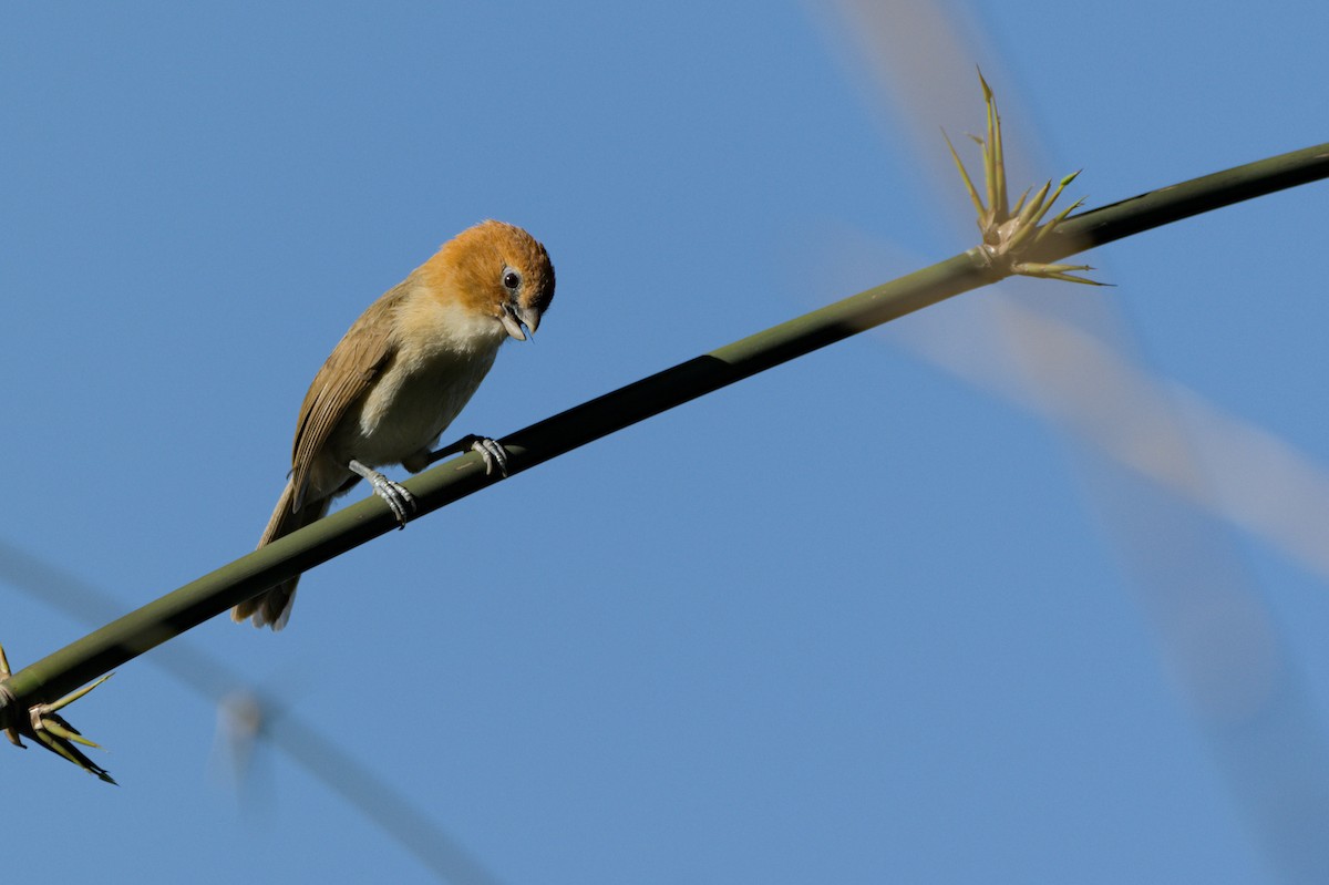 Rufous-headed Parrotbill - ML634012402