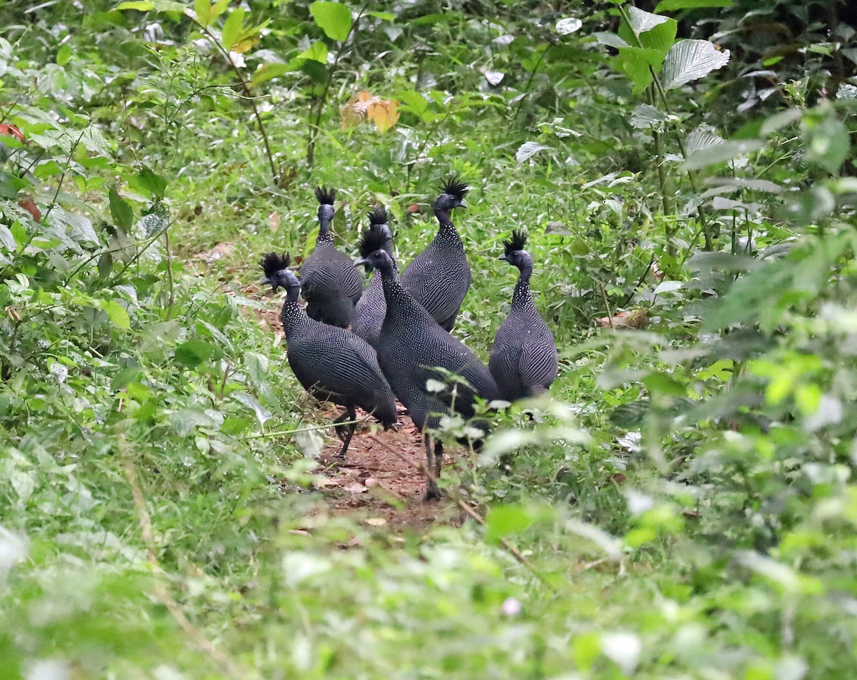 Plumed Guineafowl - ML634012404