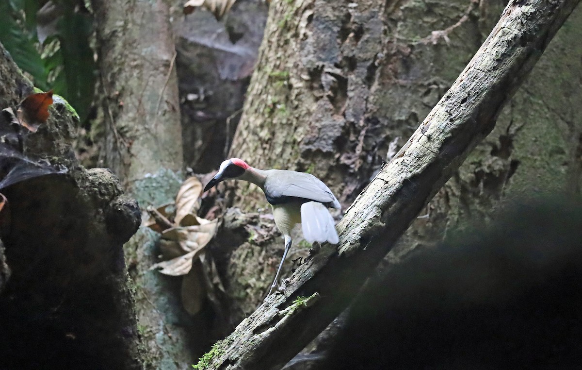 Gray-necked Rockfowl - ML634012439