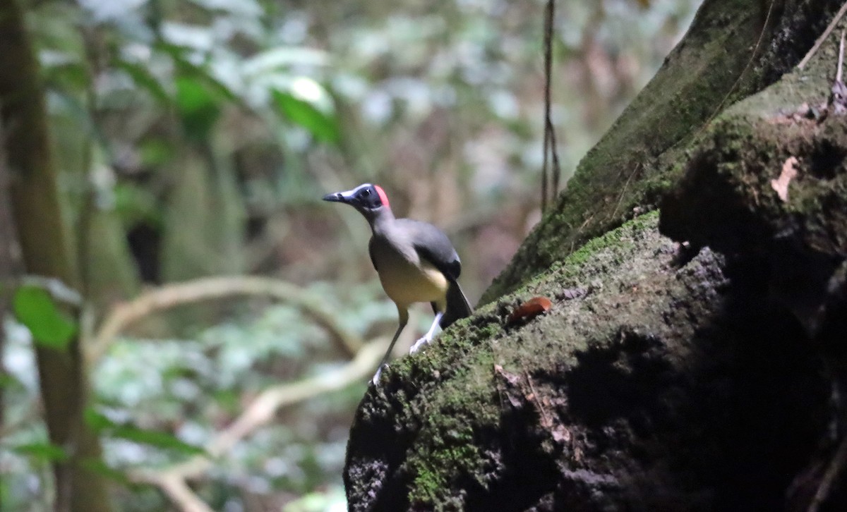 Gray-necked Rockfowl - ML634012440