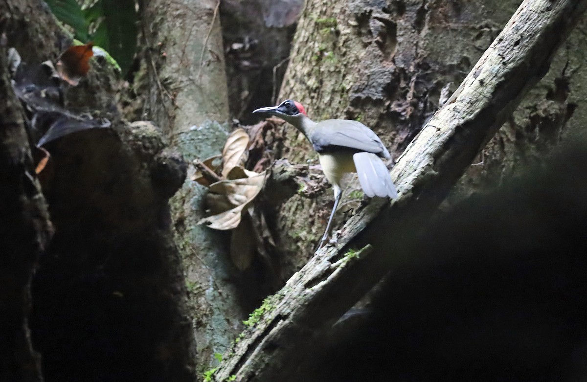 Gray-necked Rockfowl - ML634012441