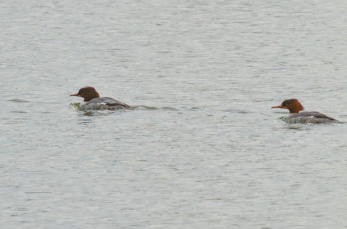 morčák velký - ML634012447