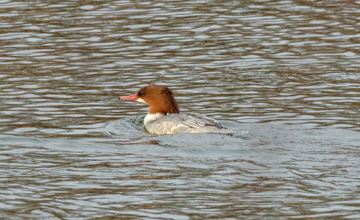 morčák velký - ML634012448