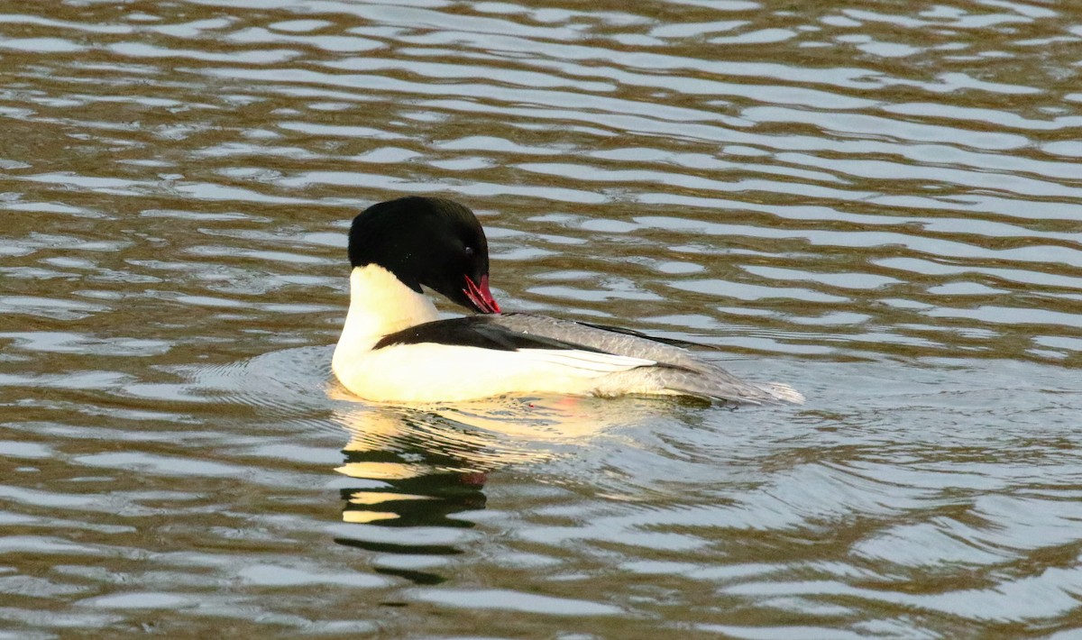 morčák velký - ML634012449