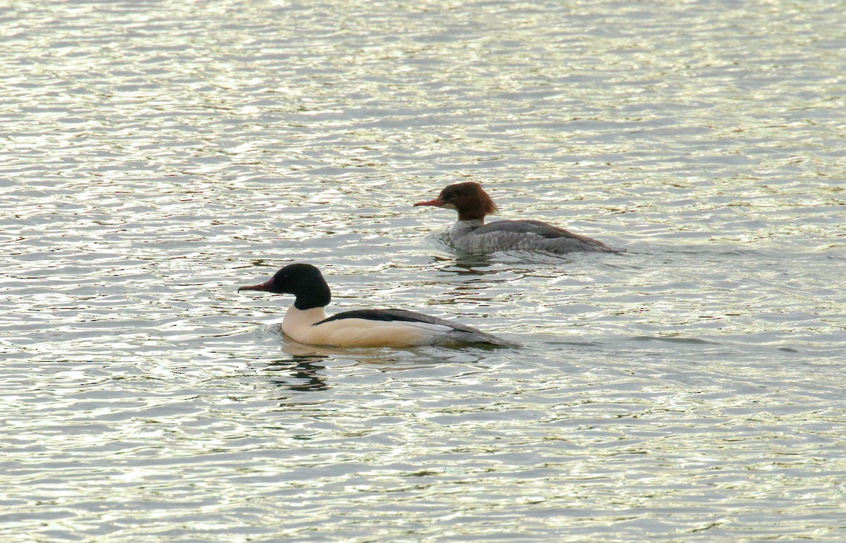 morčák velký - ML634012450