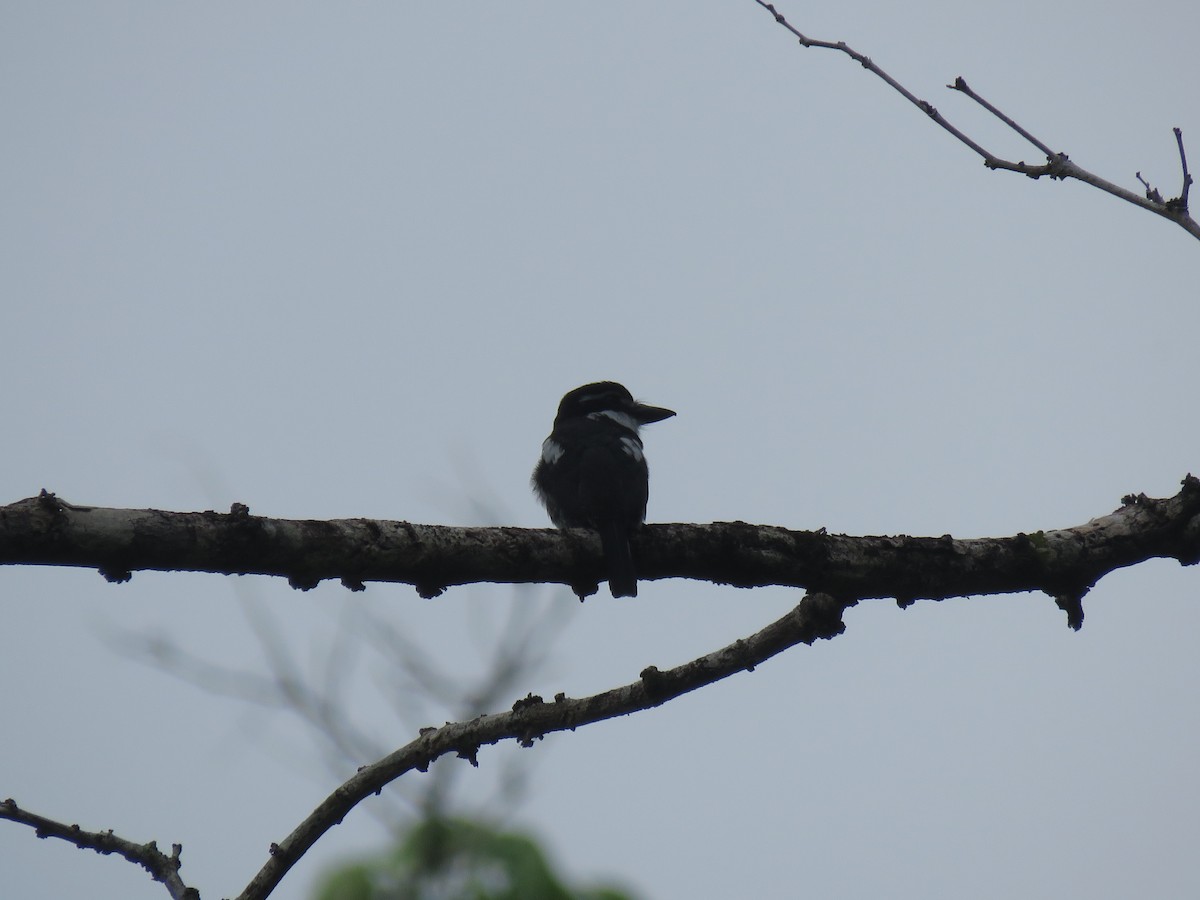 Pied Puffbird - ML634012591