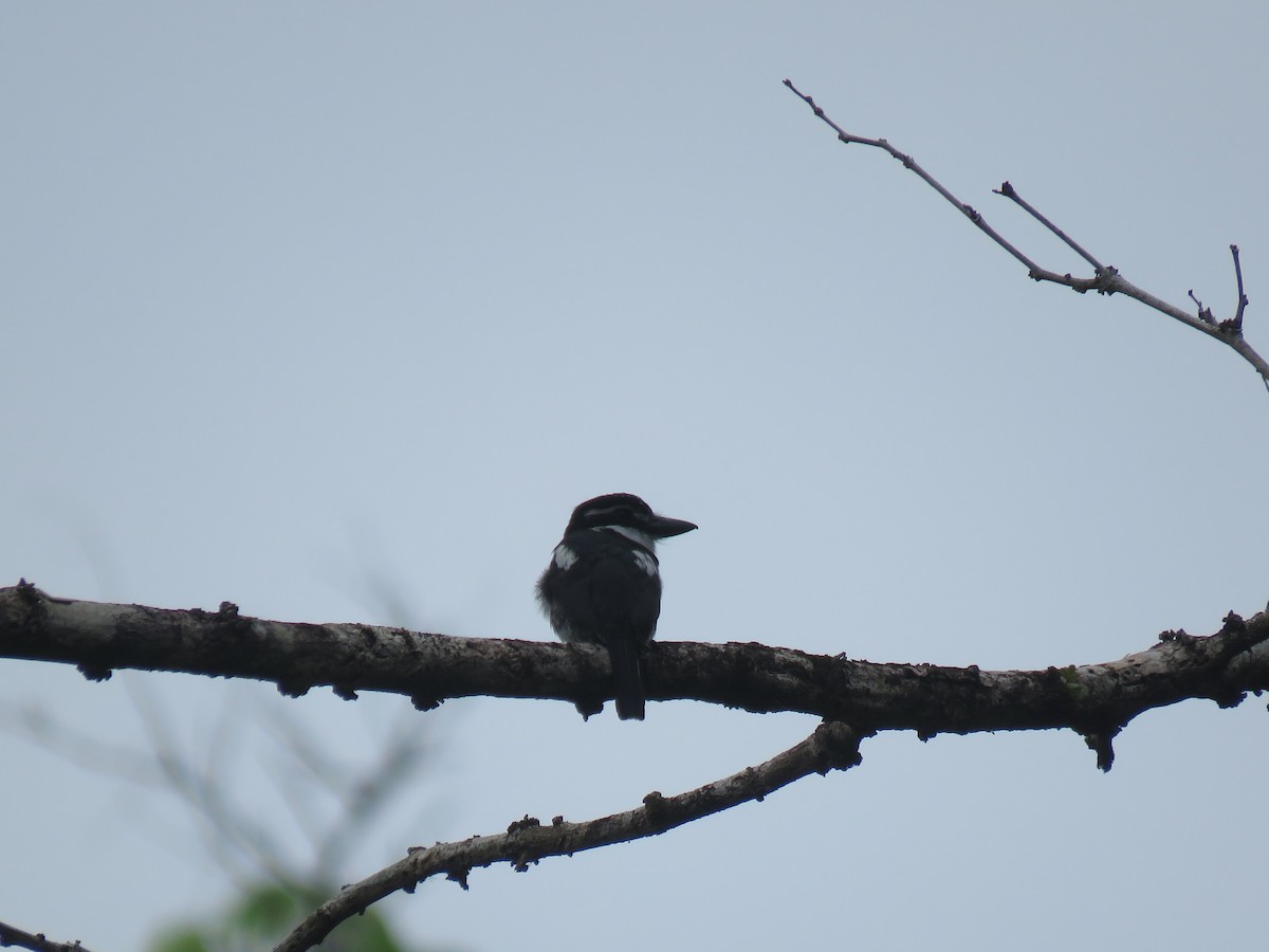 Pied Puffbird - ML634012592