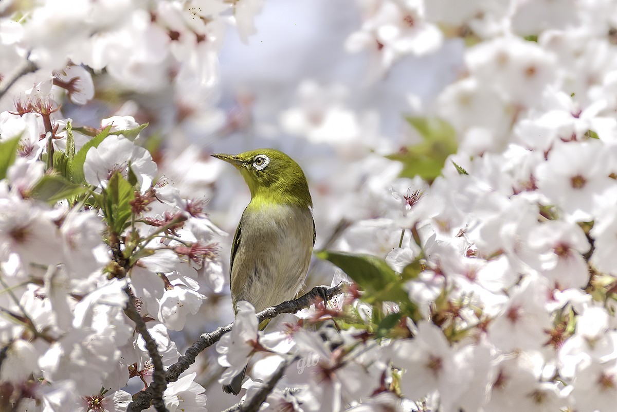 Warbling White-eye - ML634012732