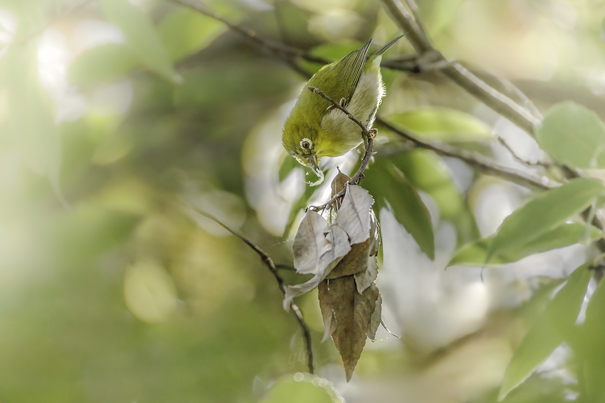 Warbling White-eye - ML634012744