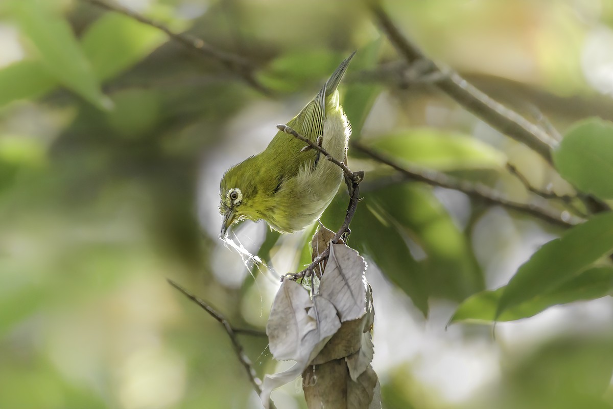 Warbling White-eye - ML634012756