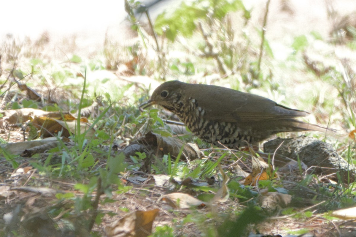 Long-tailed Thrush - ML634012768