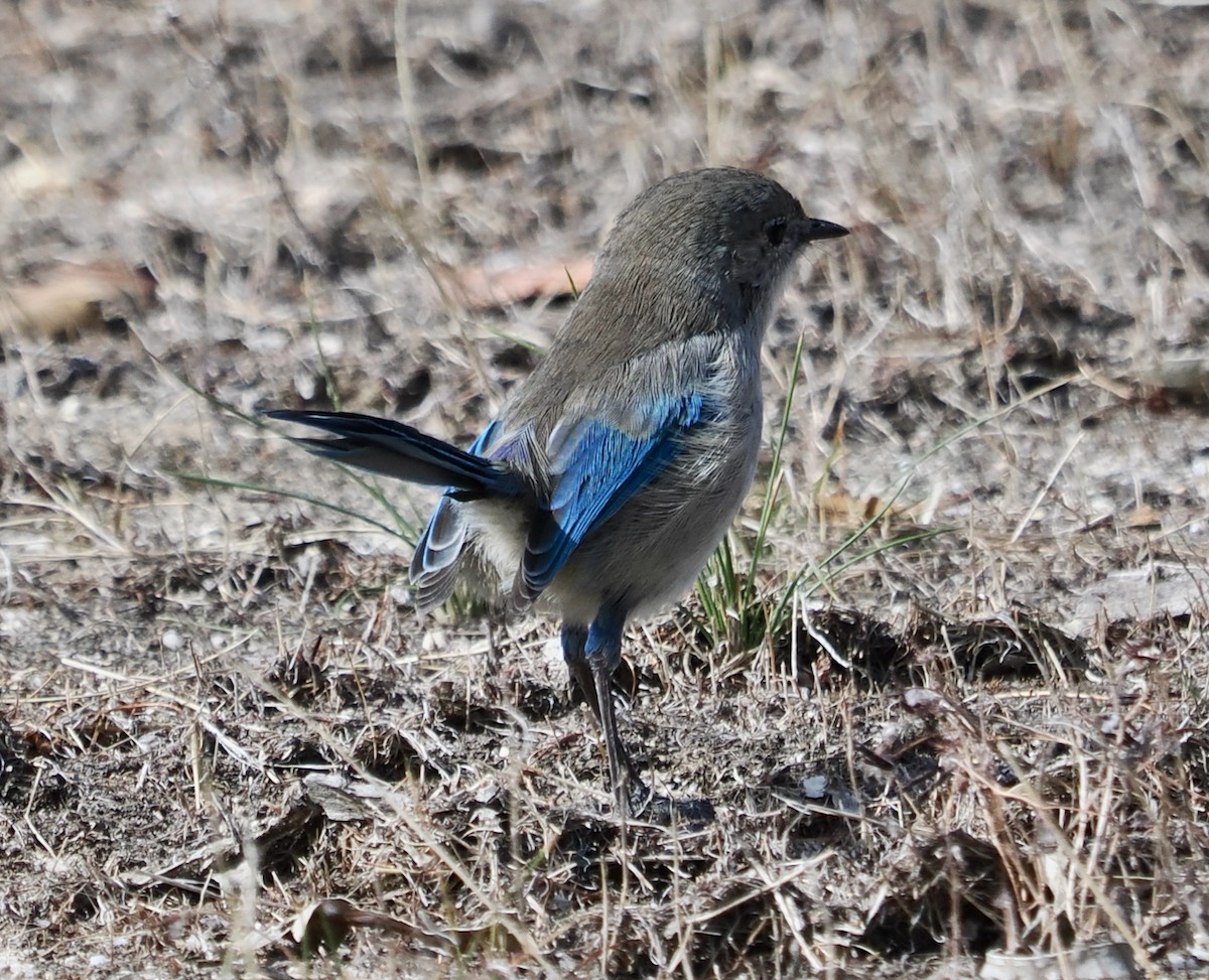 Splendid Fairywren - ML634012791