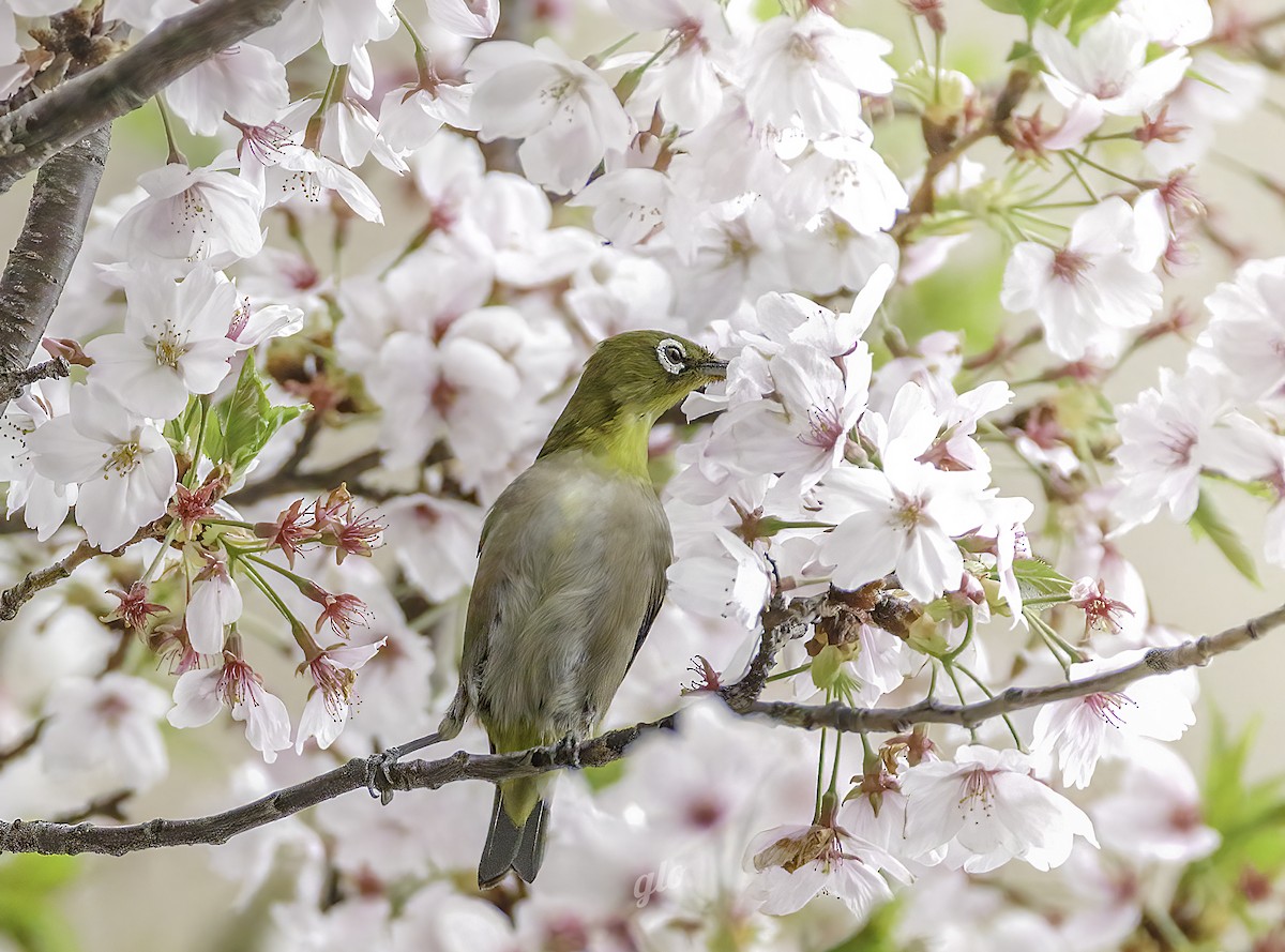 Warbling White-eye - ML634012795