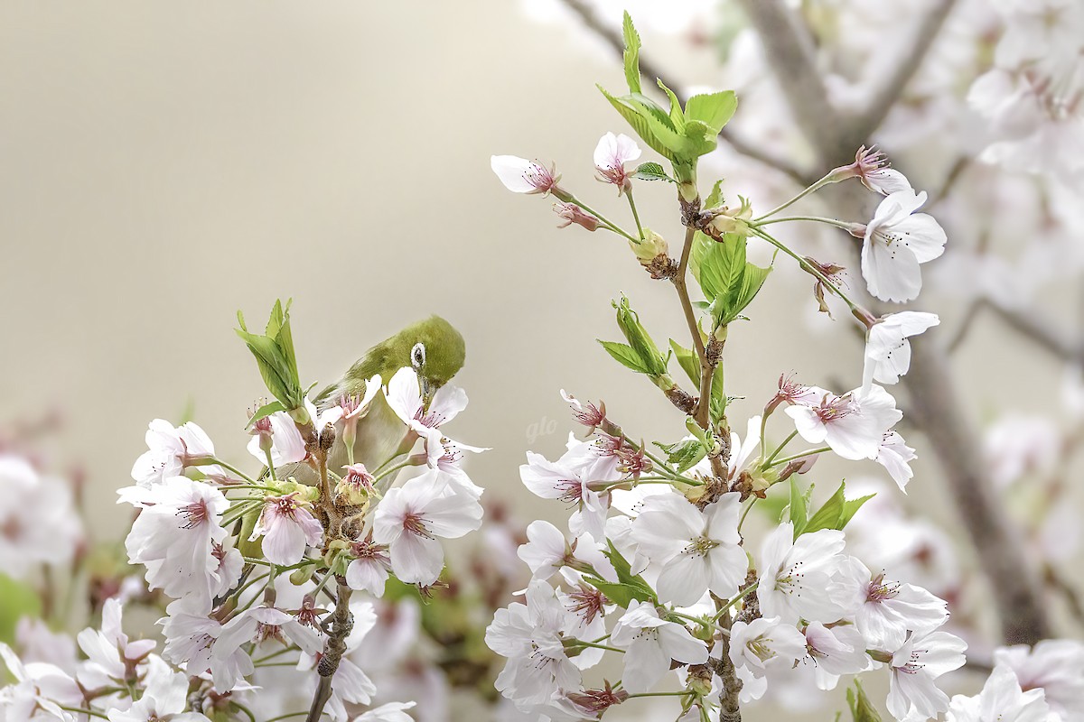 Warbling White-eye - ML634012806