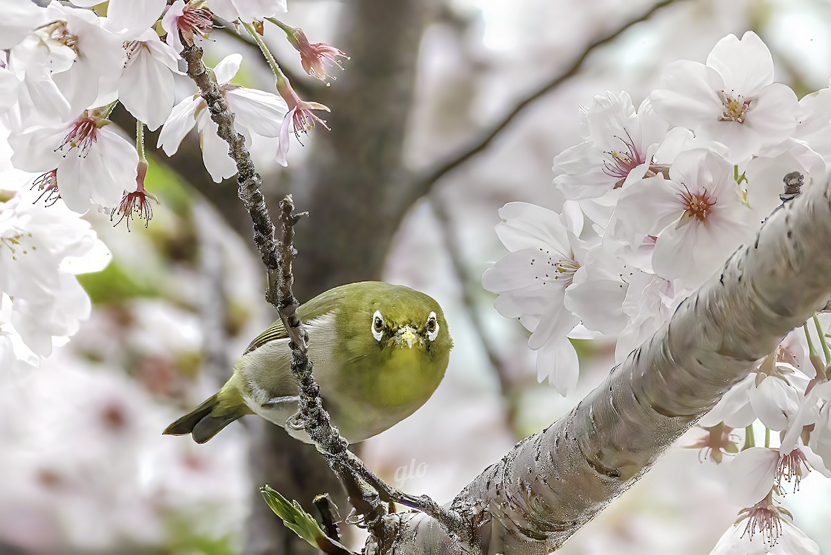 Warbling White-eye - ML634012809
