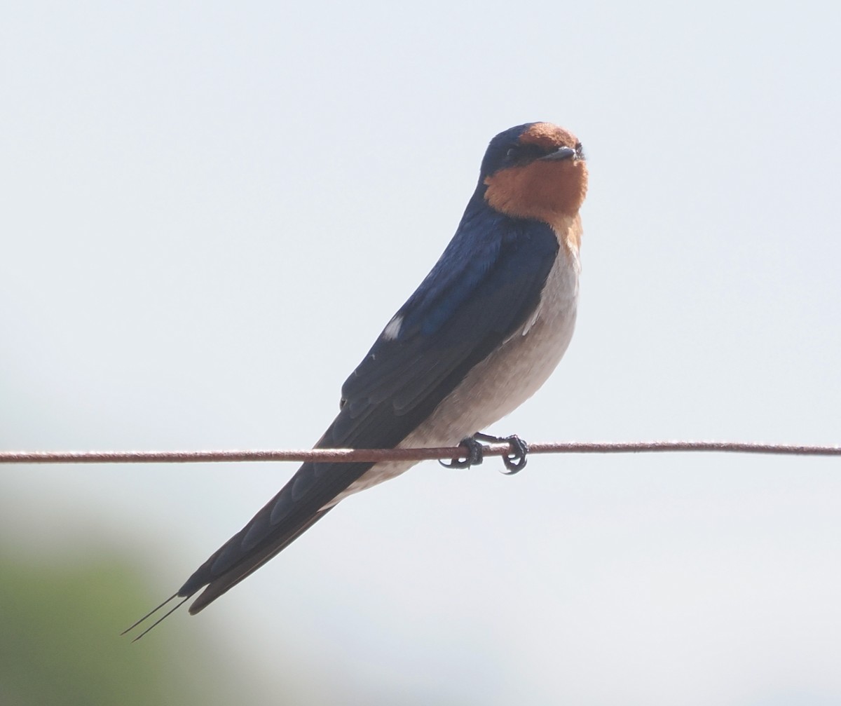 Welcome Swallow - ML634012810