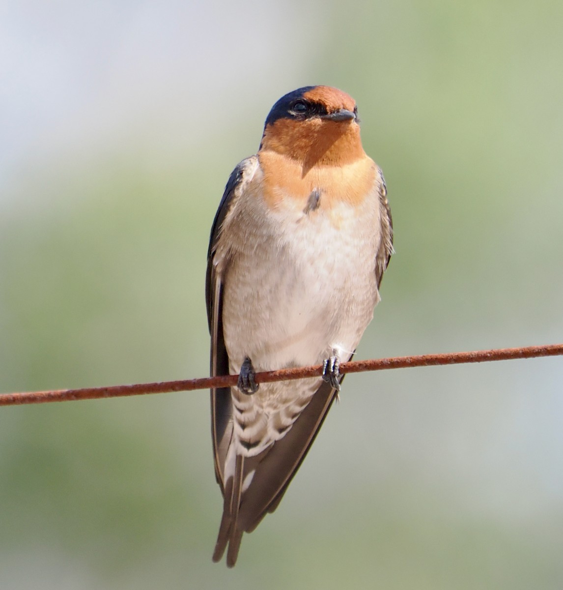 Welcome Swallow - ML634012811
