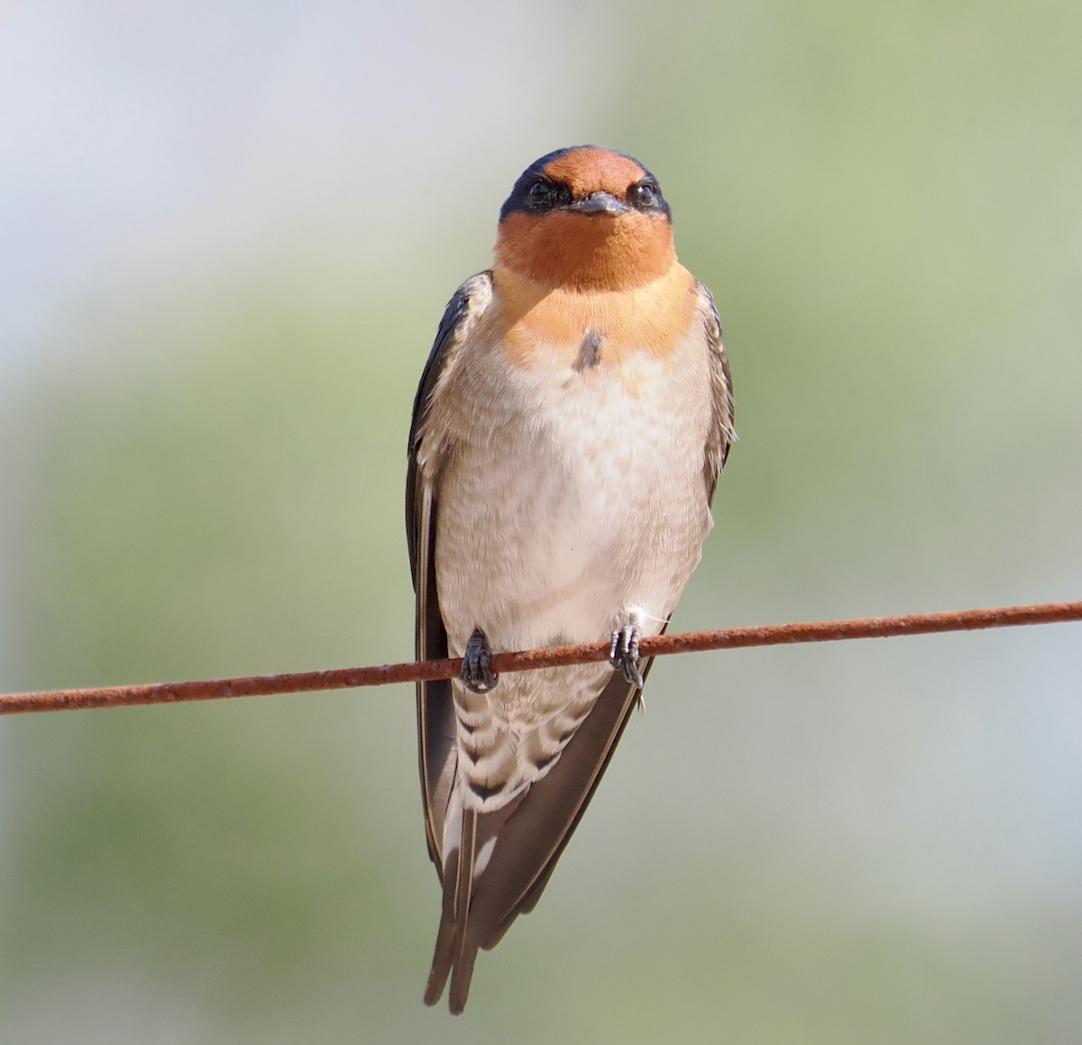 Welcome Swallow - ML634012812