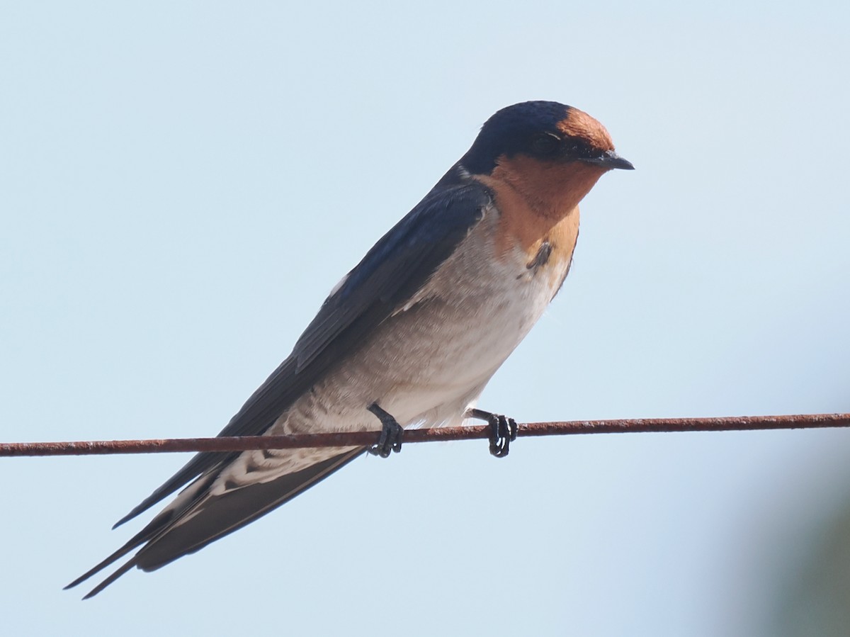 Welcome Swallow - ML634012813