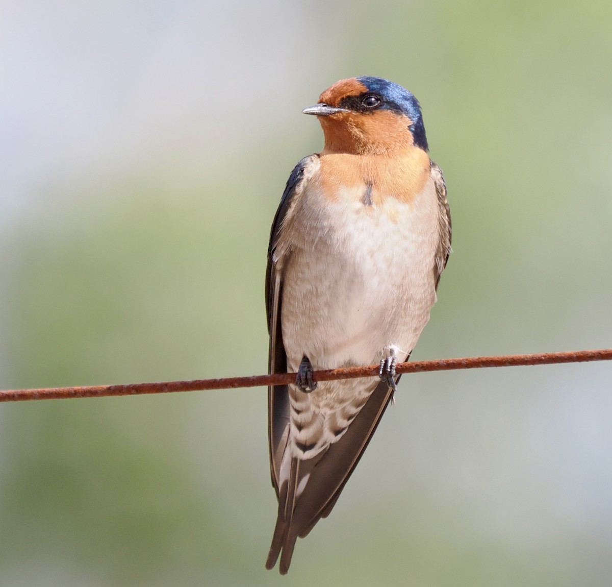Welcome Swallow - ML634012815