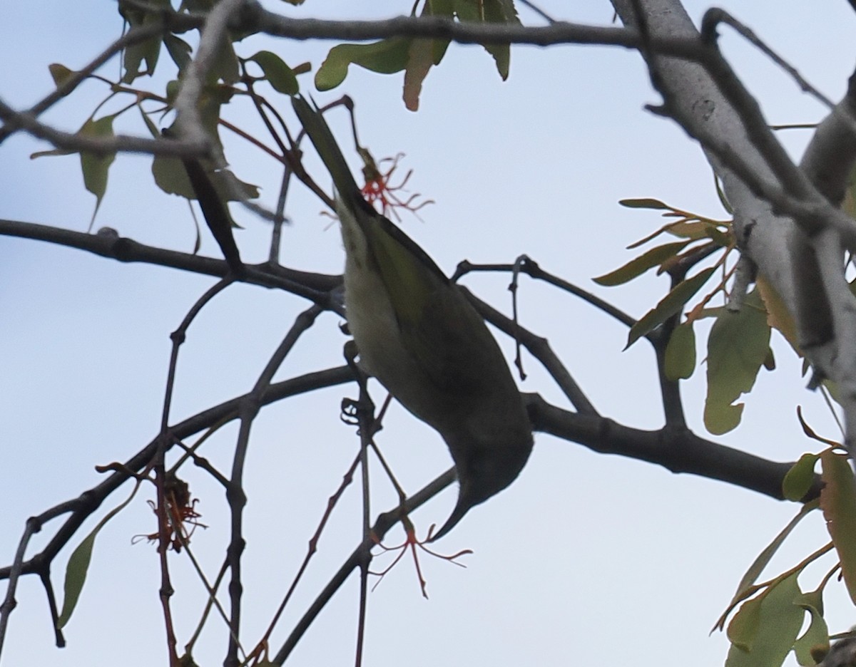 Brown Honeyeater - ML634012824