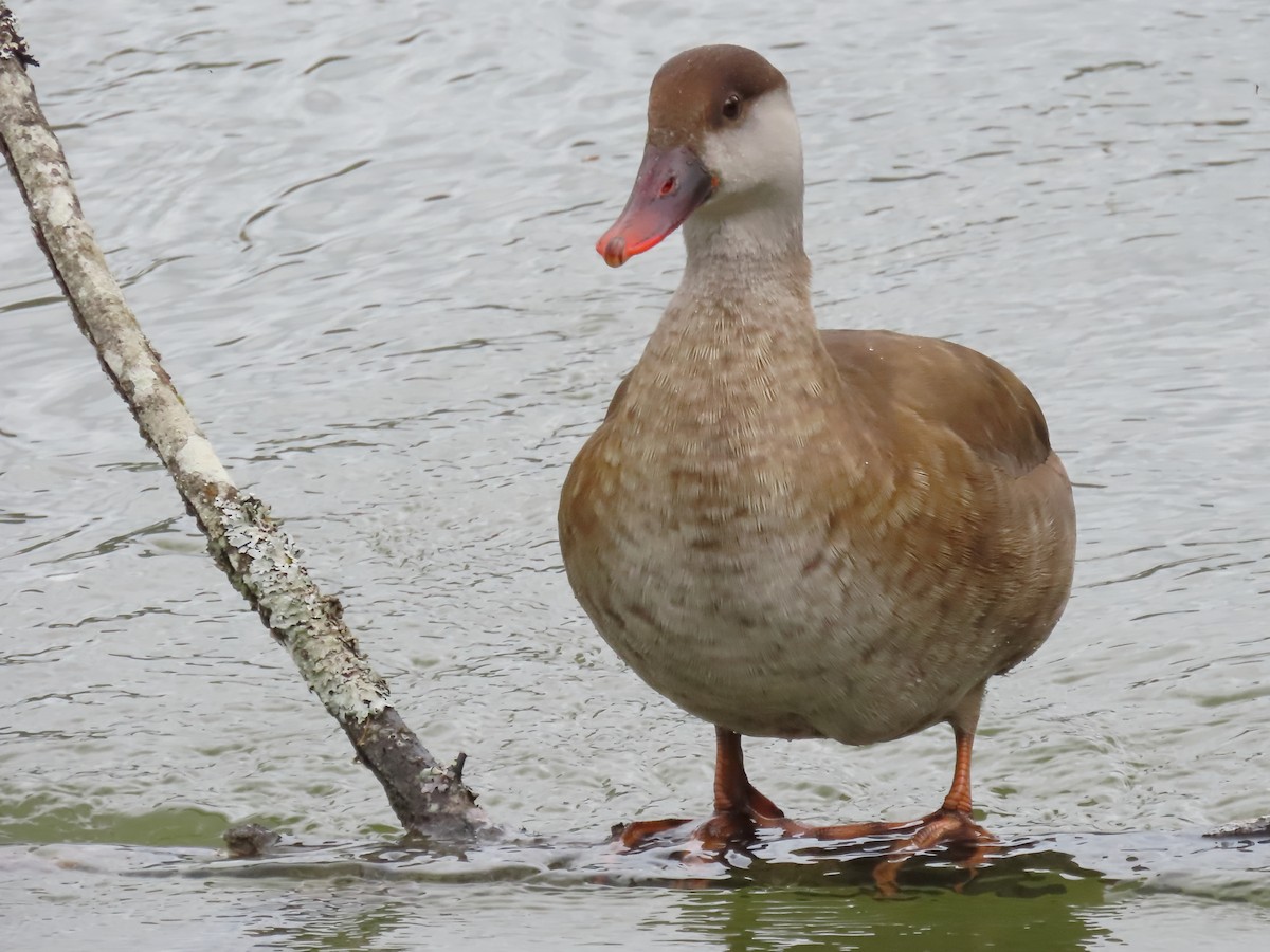 Red-crested Pochard - ML634012868