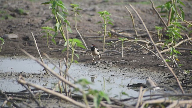 Indian Pied Starling - ML634012871
