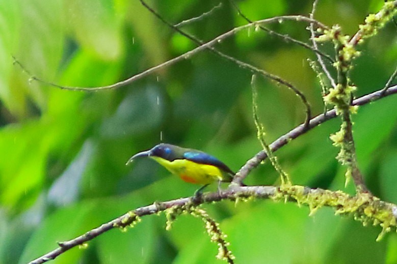 Lina's Sunbird - ML634012880