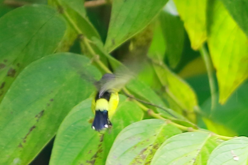 Lina's Sunbird - ML634012881