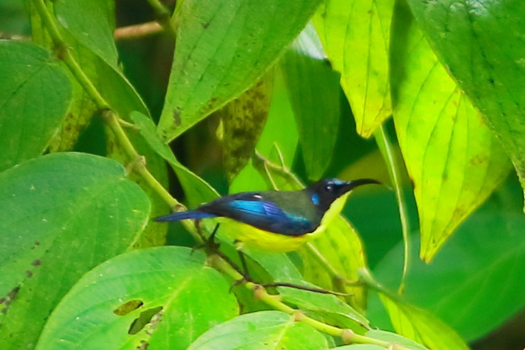 Lina's Sunbird - ML634012888