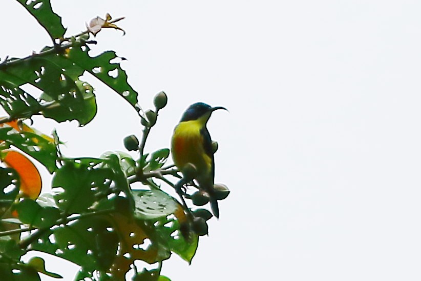 Lina's Sunbird - ML634012891