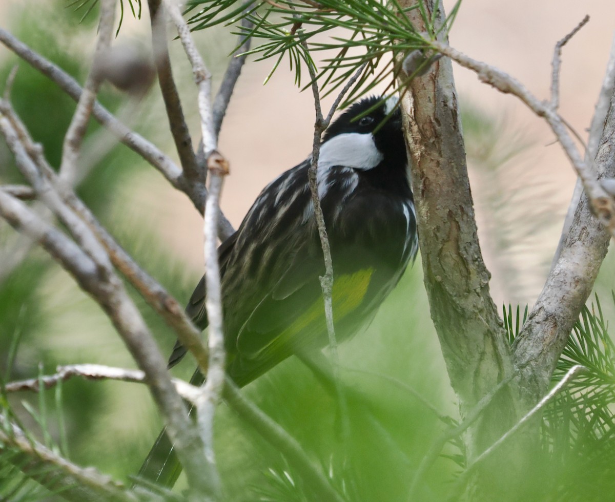White-cheeked Honeyeater - ML634012900