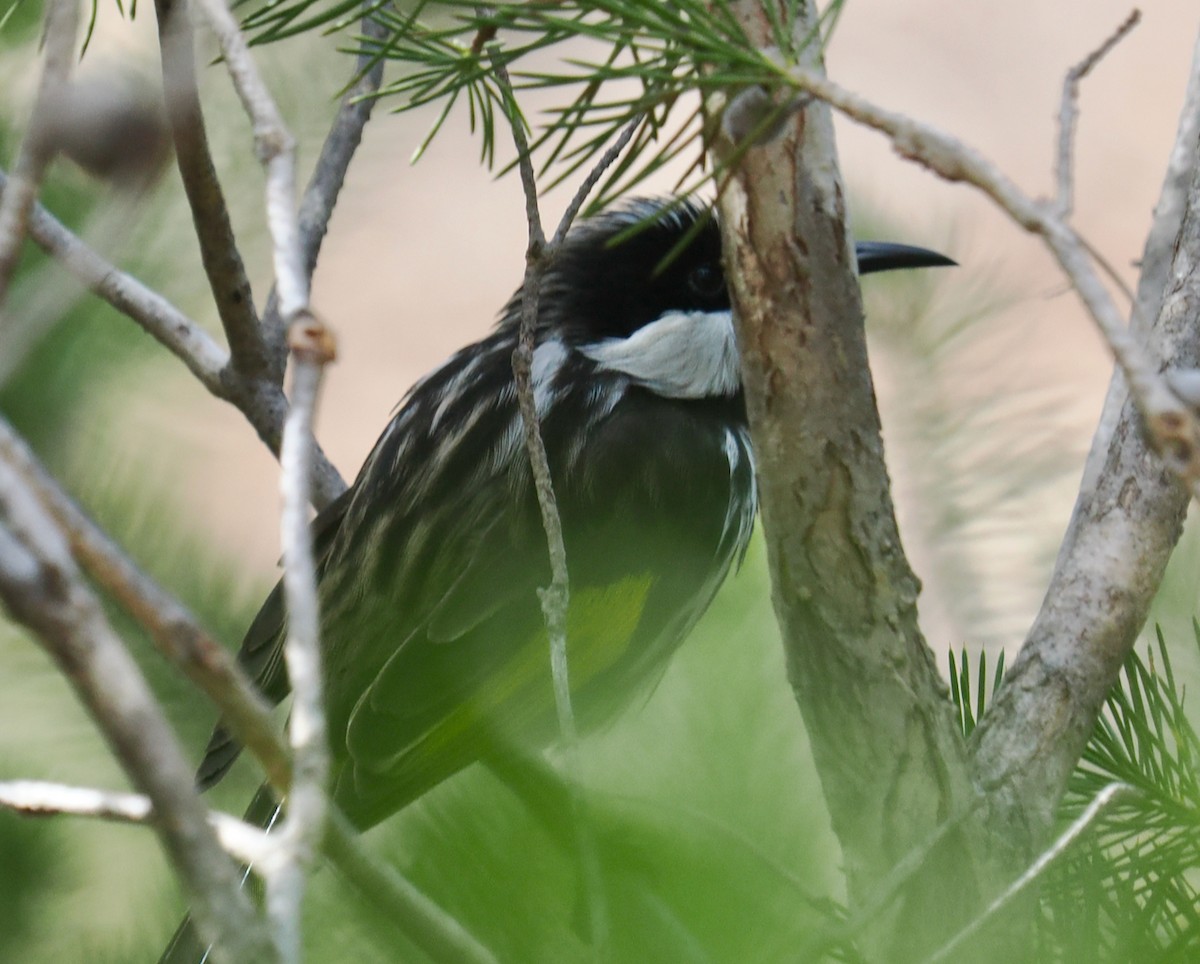 White-cheeked Honeyeater - ML634012901