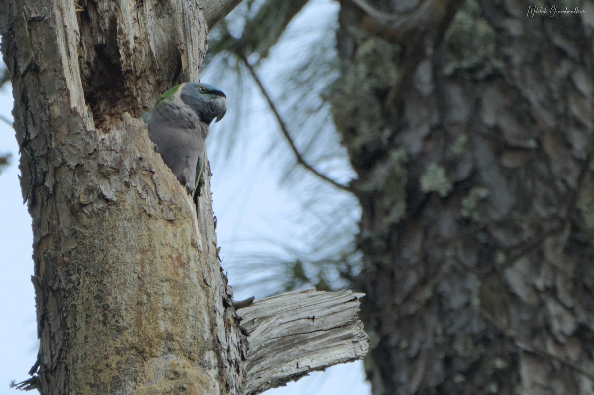 Derbyan Parakeet - ML634012916