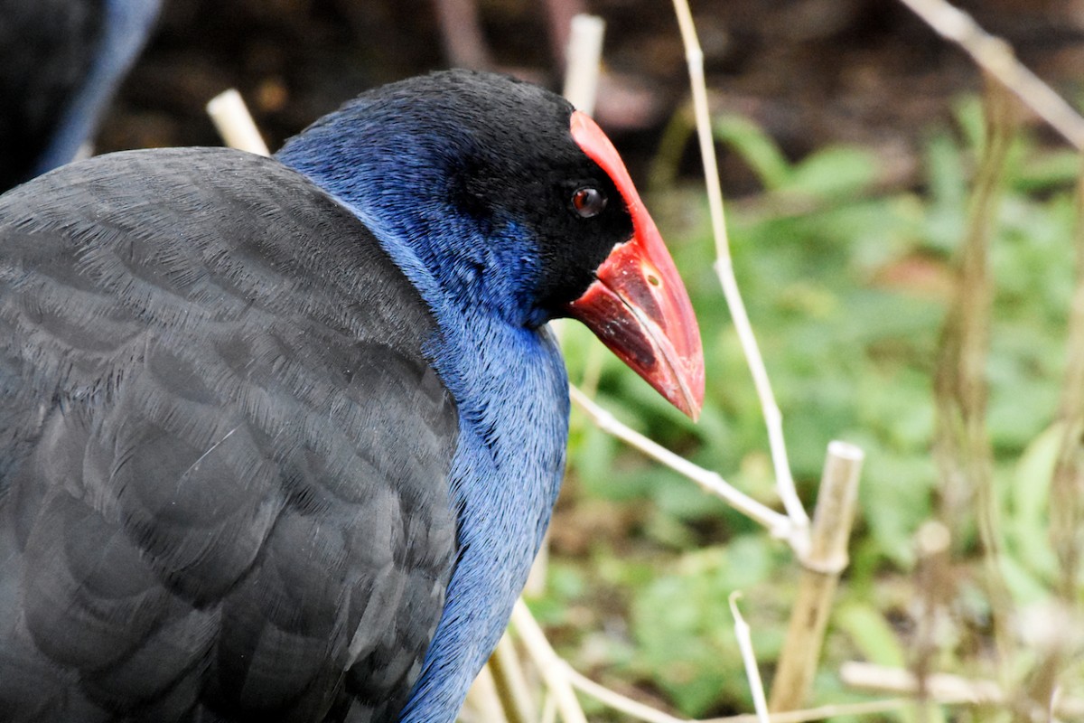 Australasian Swamphen - ML634012935