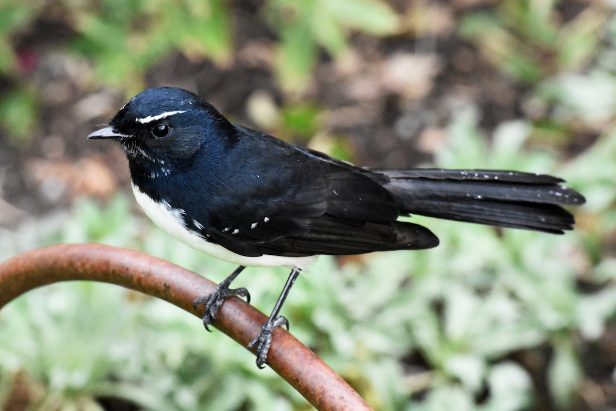 Willie-wagtail - ML634012939