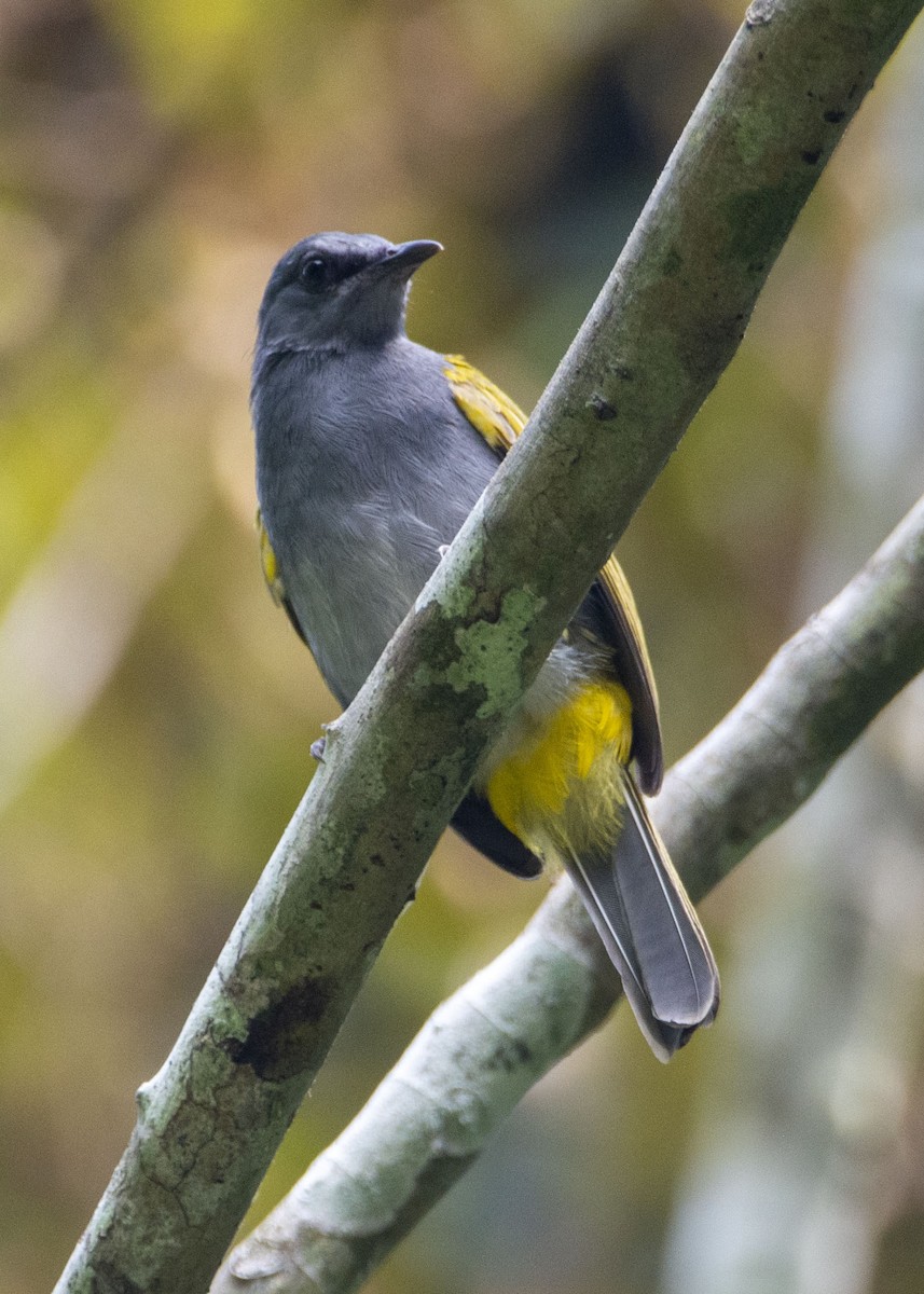 Gray-bellied Bulbul - ML634013074