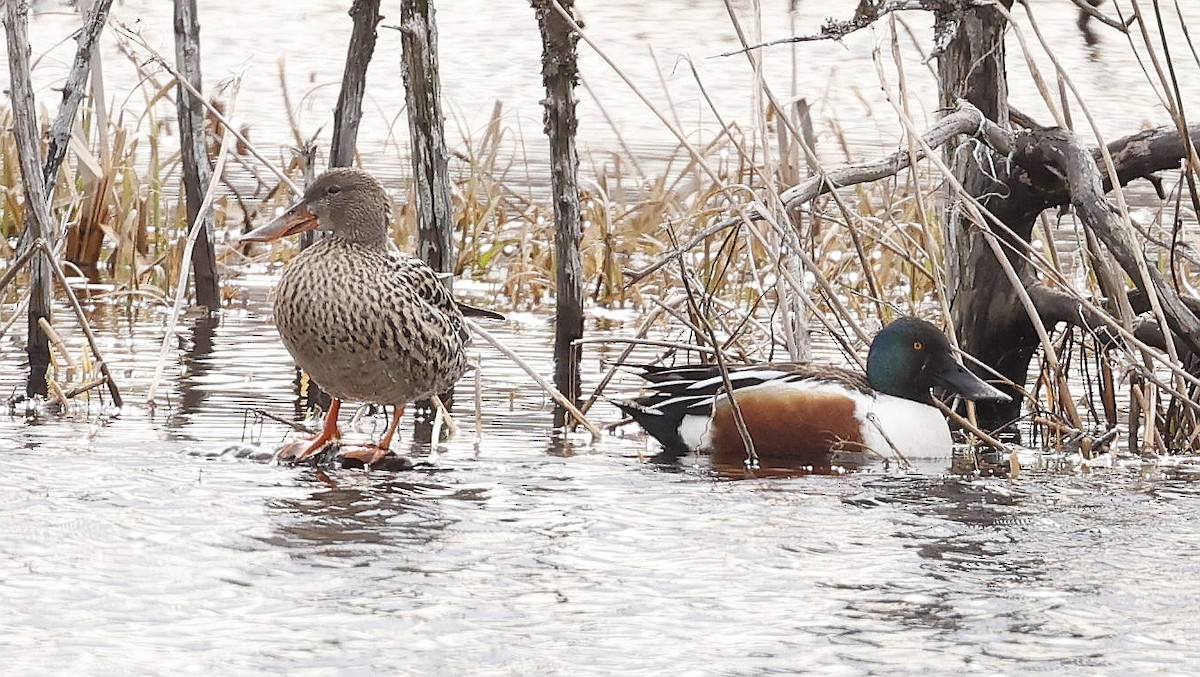 Northern Shoveler - ML634013201