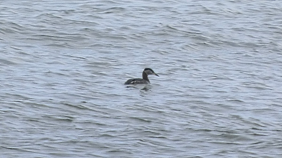 Red-necked Grebe - ML634013285