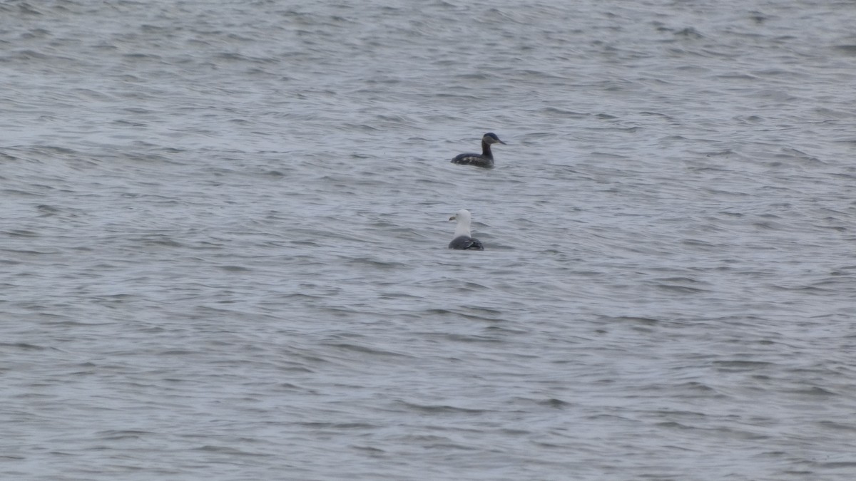 Red-necked Grebe - ML634013296