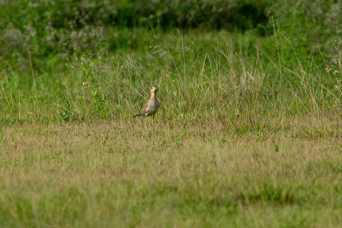 Oriental Plover - ML634013378