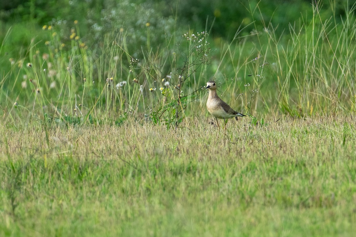 Oriental Plover - ML634013379